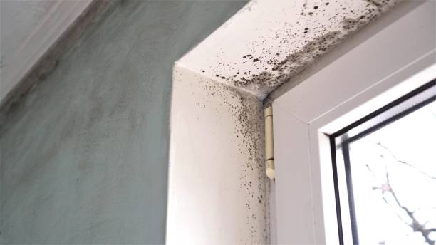 Best Professional Mold Removal  in Canton, GA